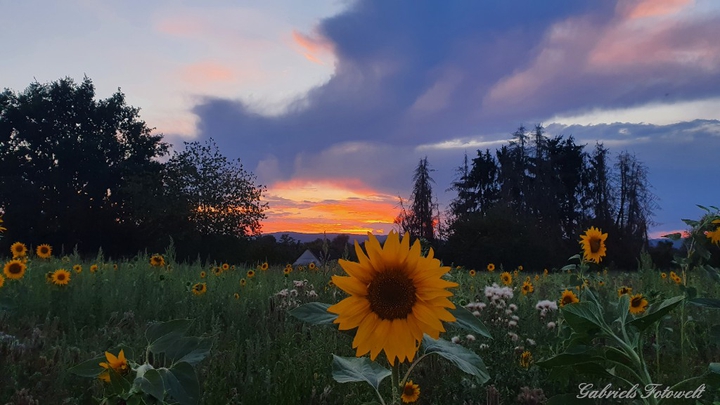 sunflower field