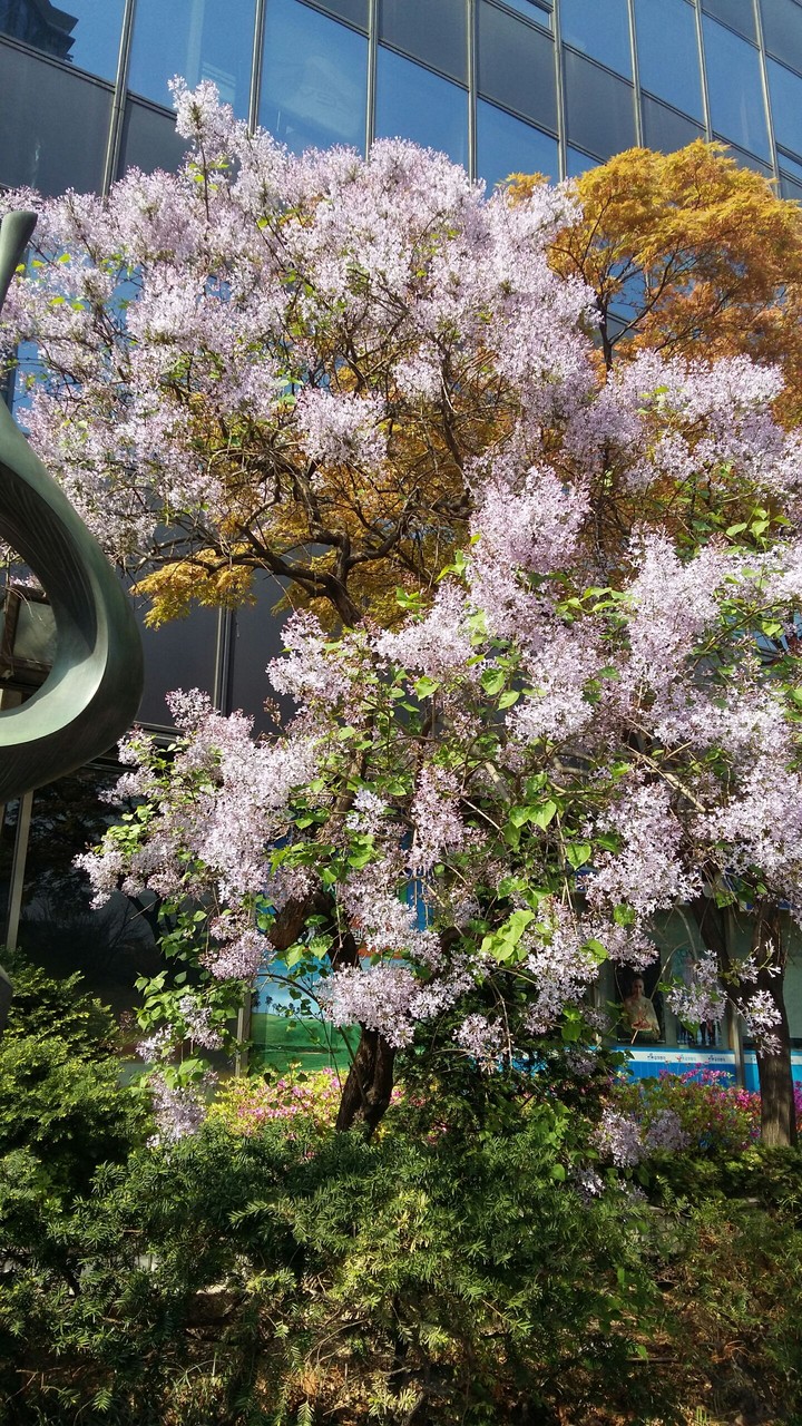 lilac tree