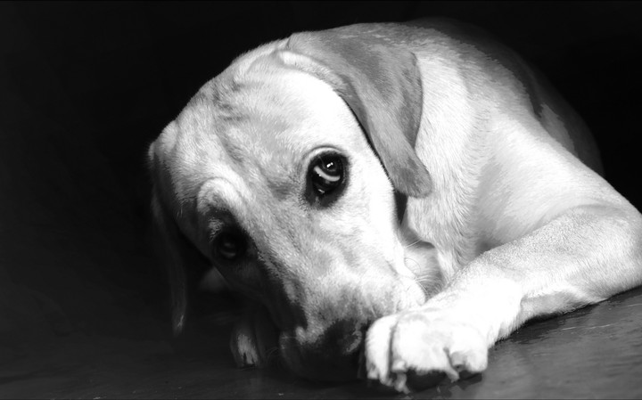 pet