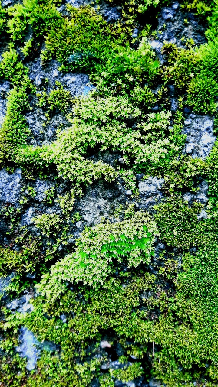 cute algea flowers on rocky rode