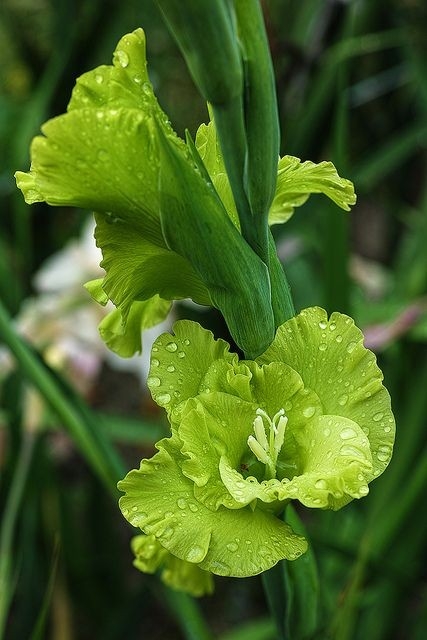 Green gladiolus