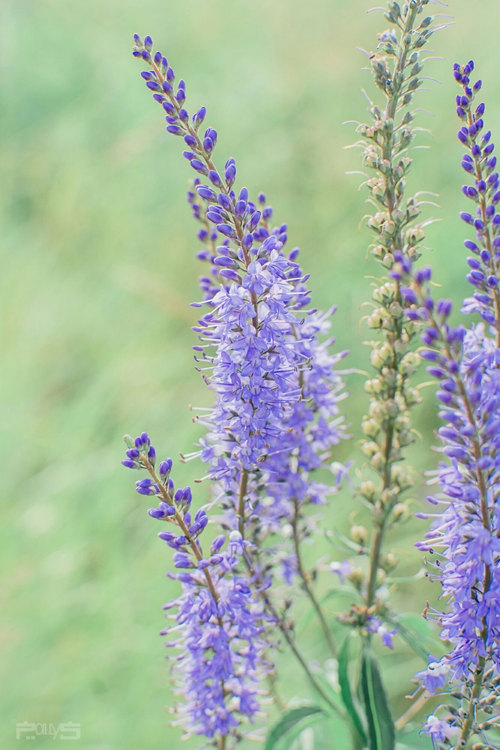 Fields flowers