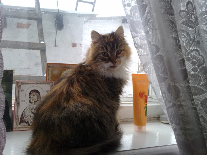 любима киця