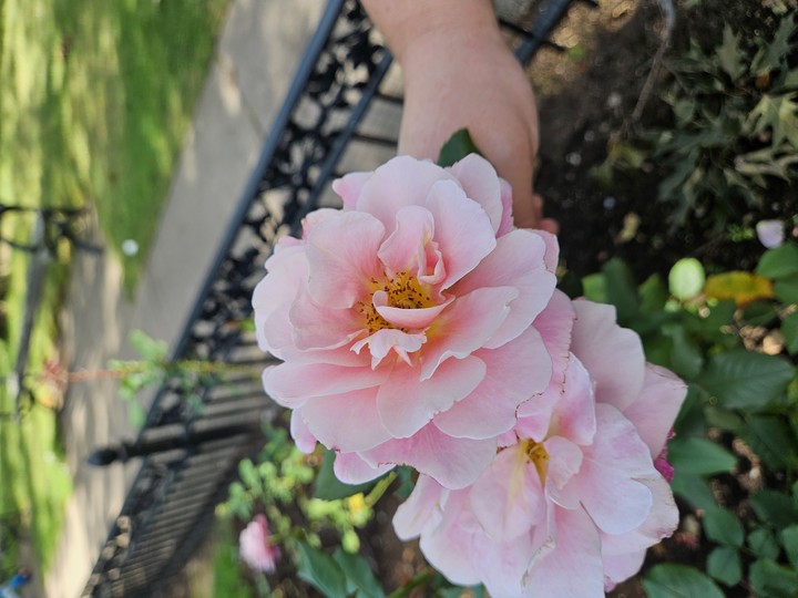 Lovely Peachy Fall Roses