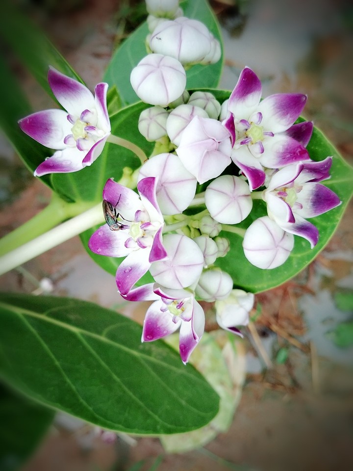 inflorescence ...calotropis procera