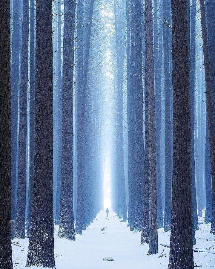 sugar pine walk