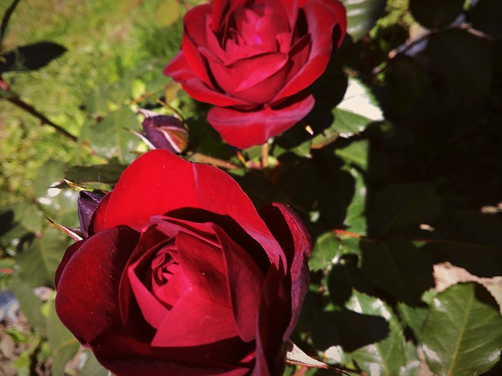 rose