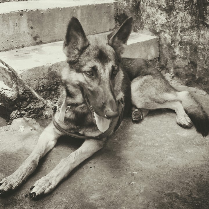 Kaiser