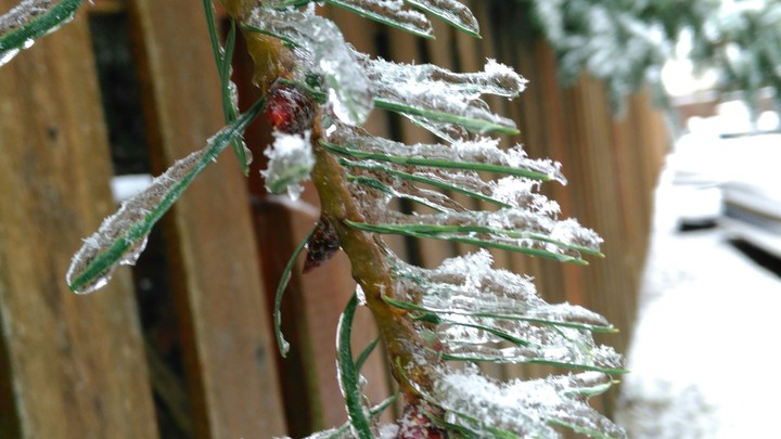Frozen Pine