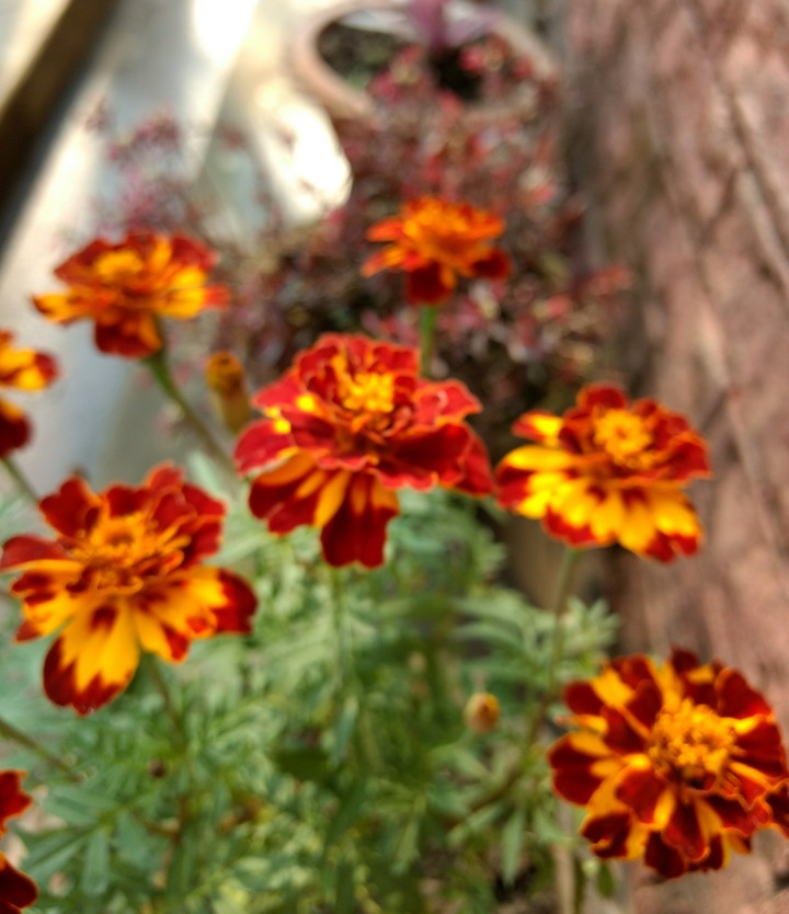 Marigold