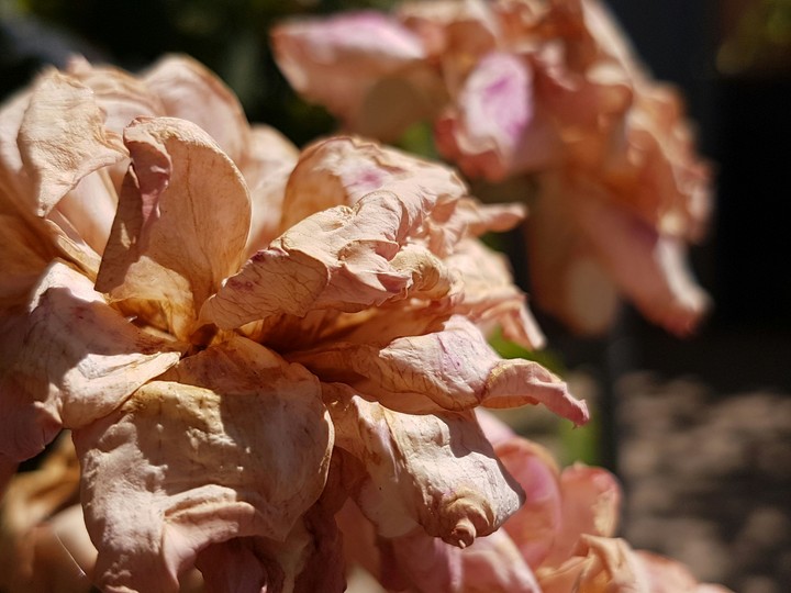 withered rose