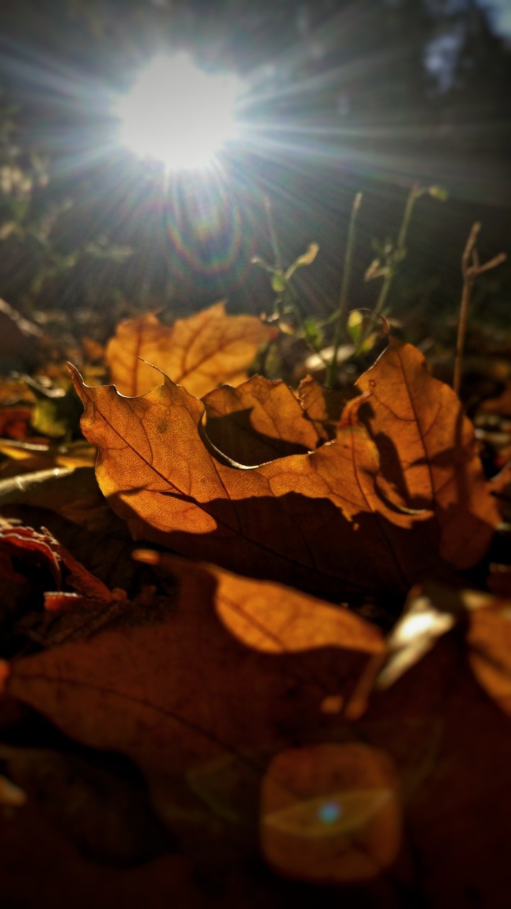 Autumn