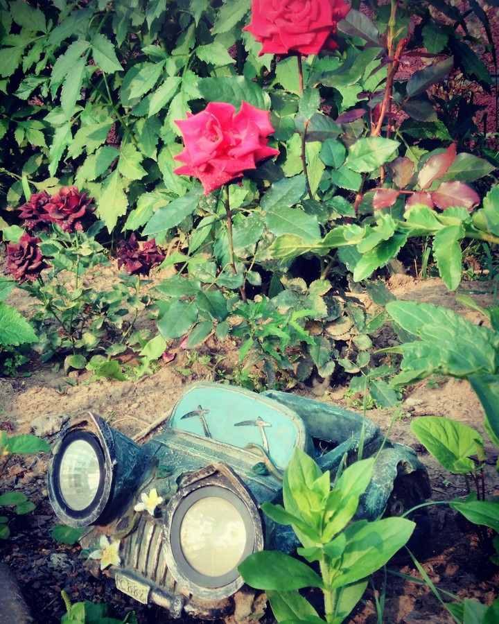 Roses and car