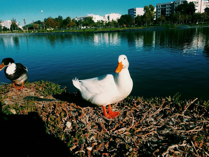 duck