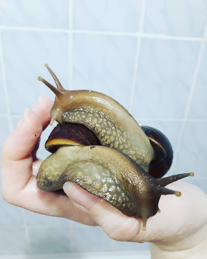 Мои рогатые мужики
