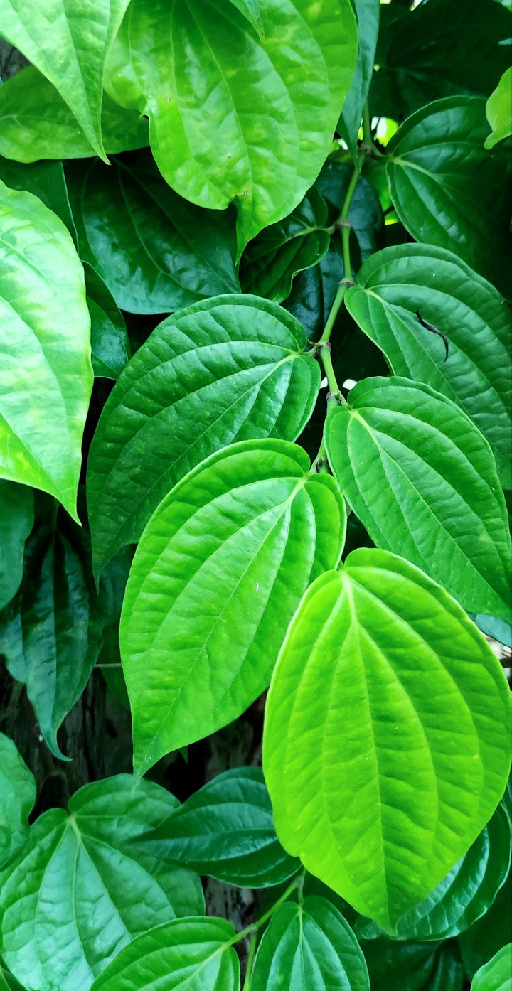 green is calming