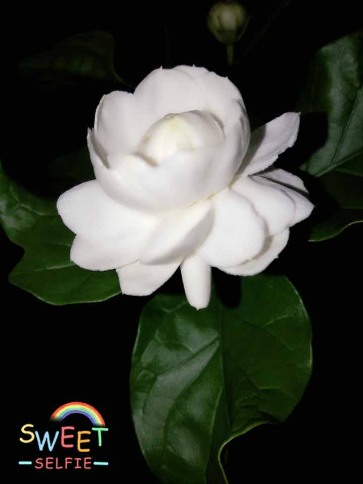 Jasmin blooms