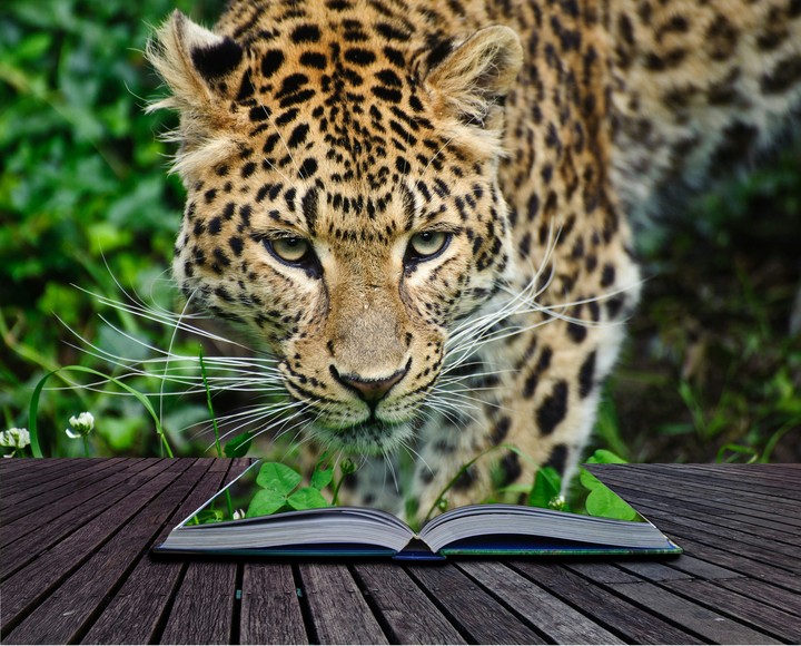 leopard