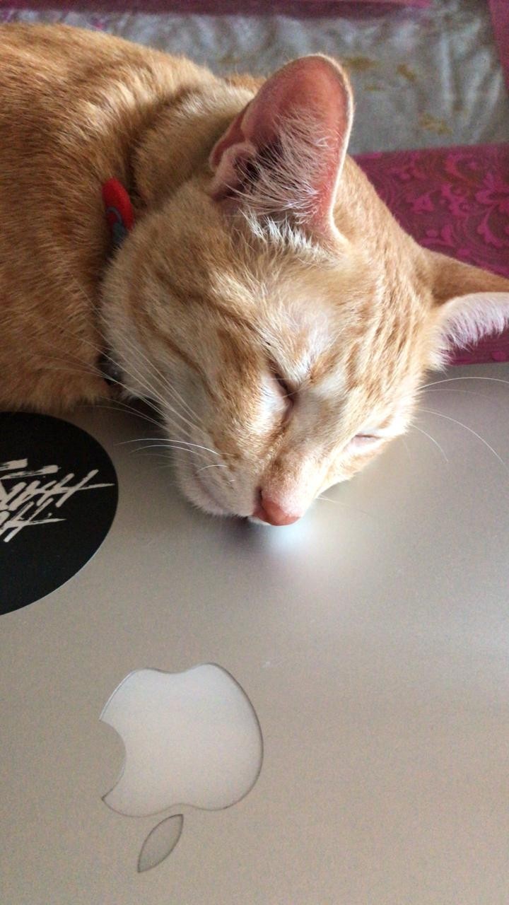 sleeping cat on macbook