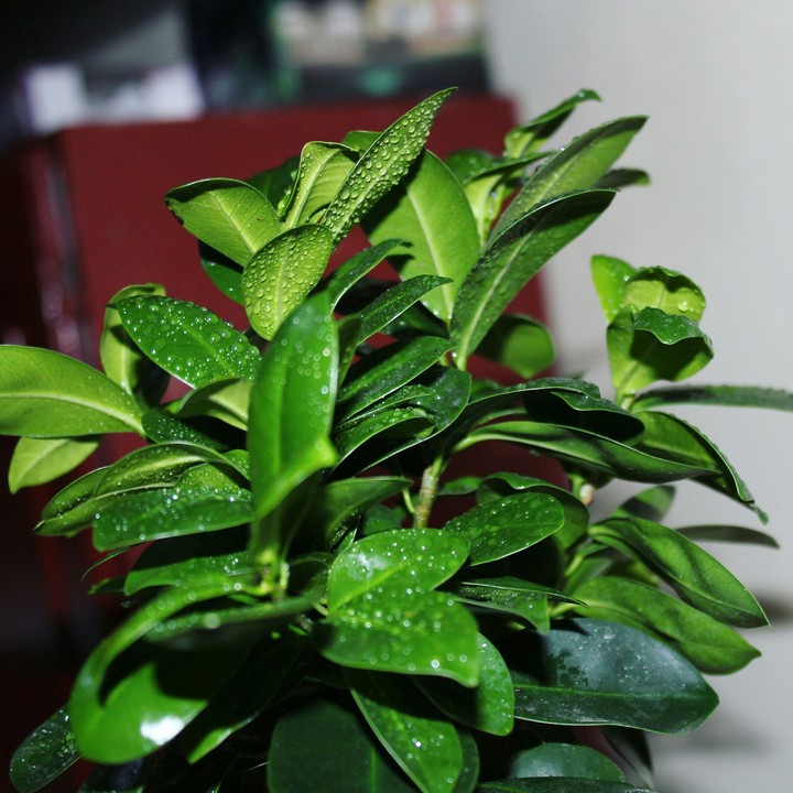 bonsai in house