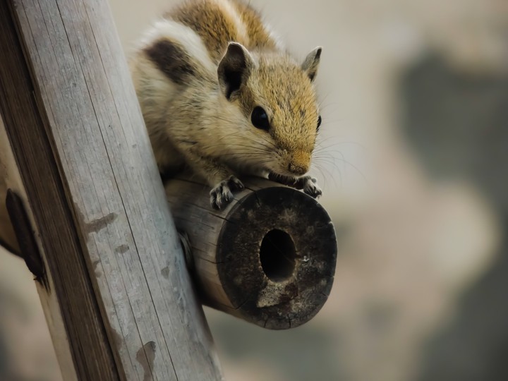 The Little Squirrel-2