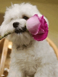 Puppy Love