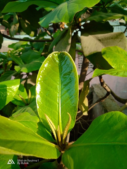 leave green