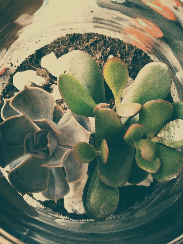succulents