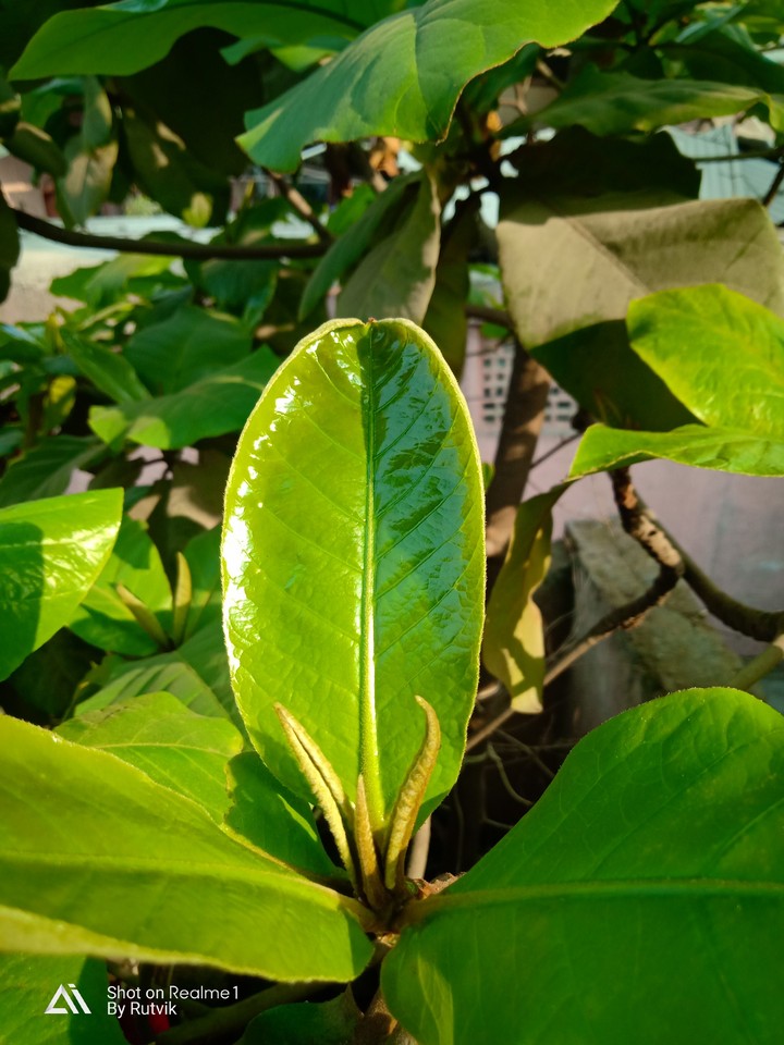 leave green