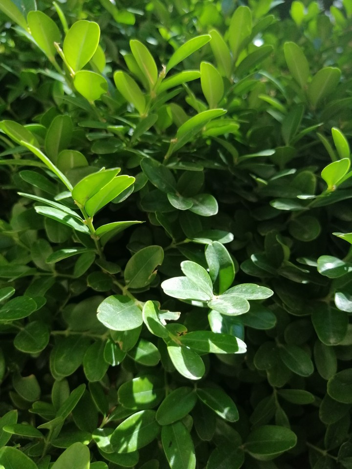 small tree