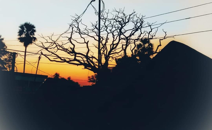 tree and red skh