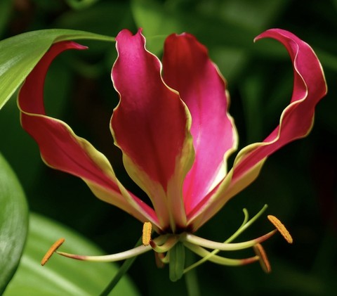 flower, pedicel Hintergrundbilder
