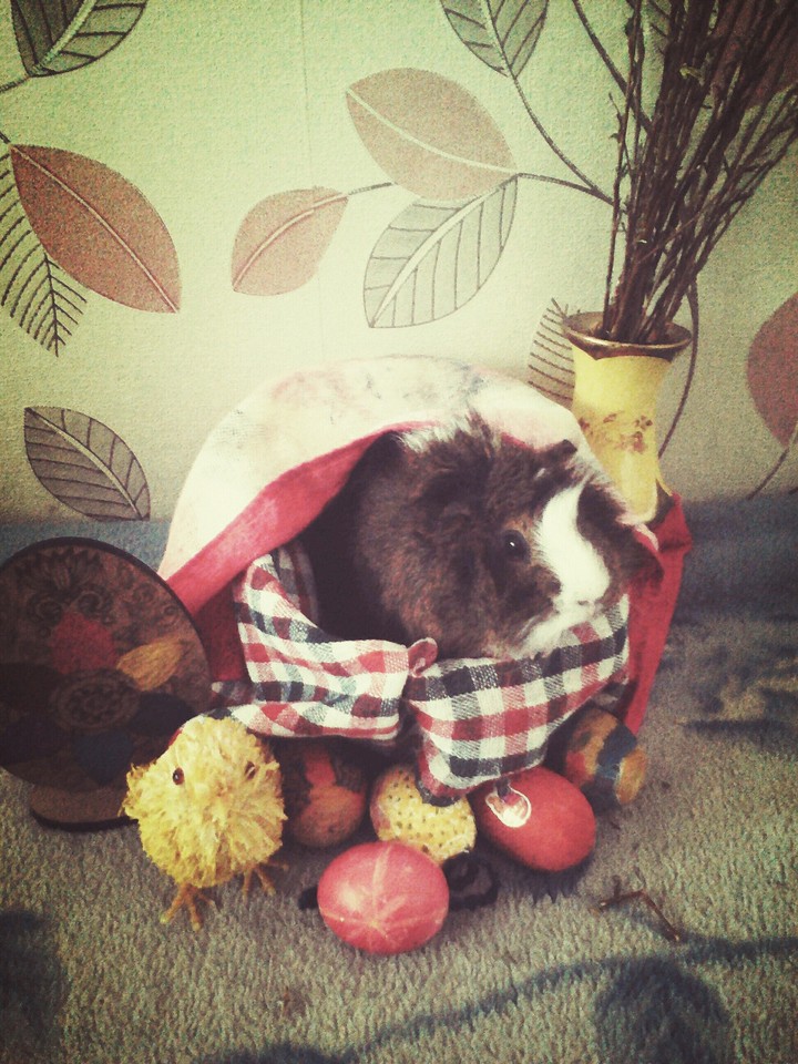 Пасхальная свинка