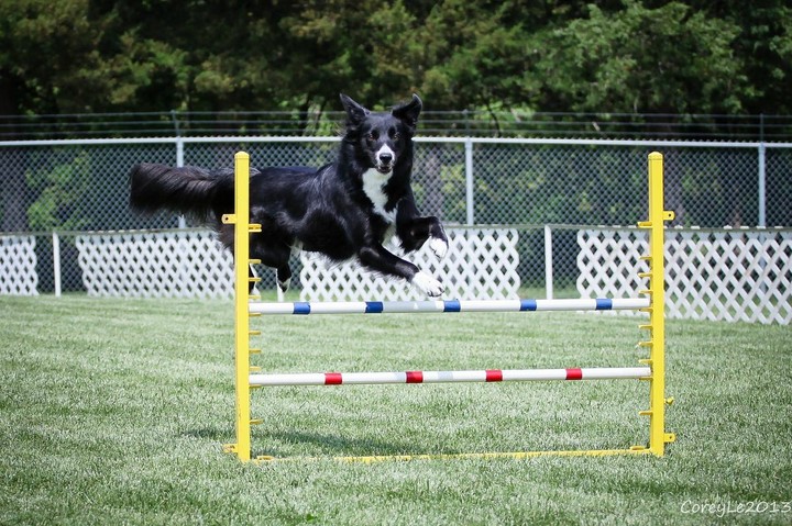 The Border Collie Because There Is No Better Dog