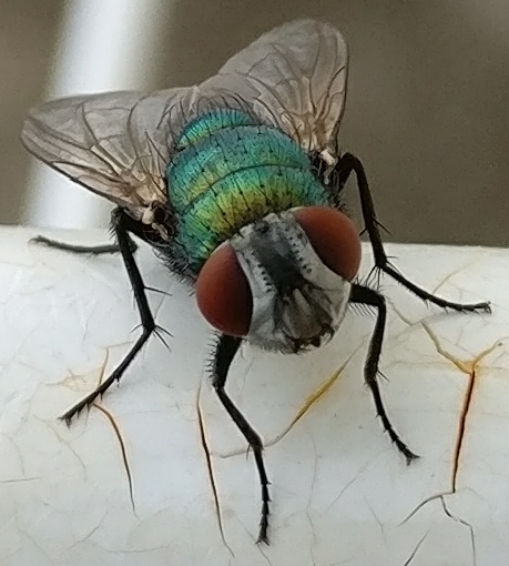 Mouche verte