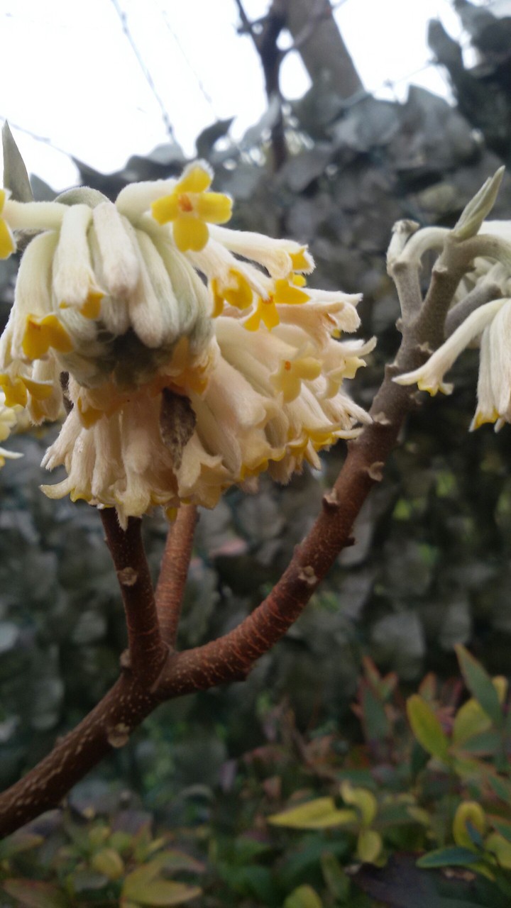 fiore profumato