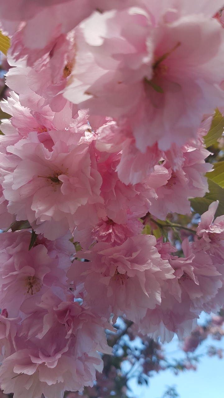 the pink flower (2)