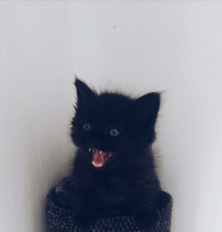 the little black devil 