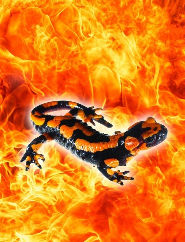 Salamander in Fier