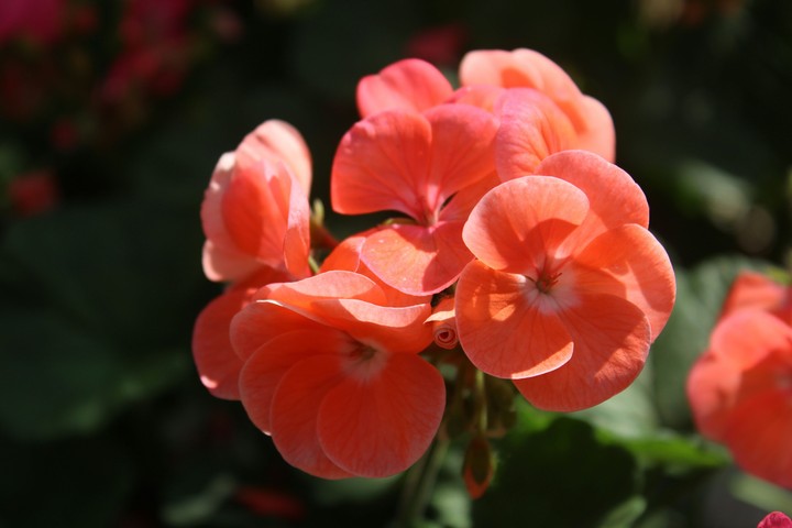 peach