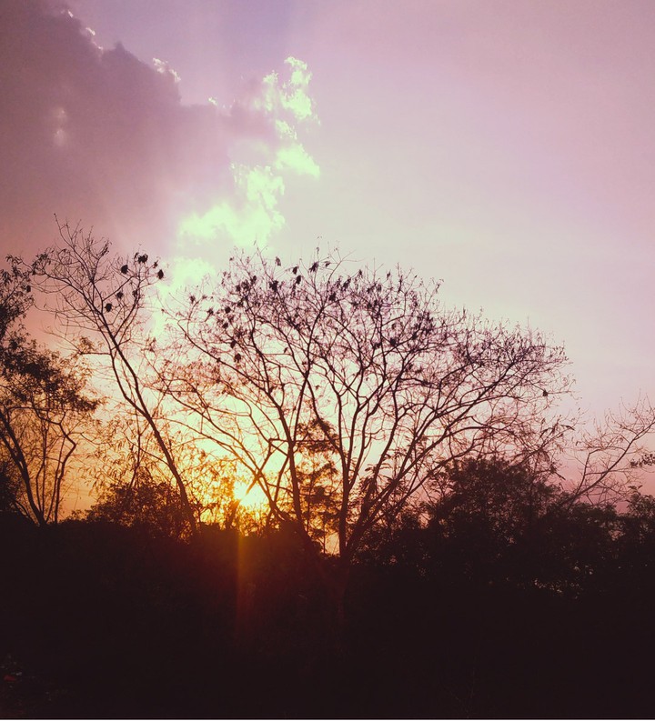 cherryblossom , sunset