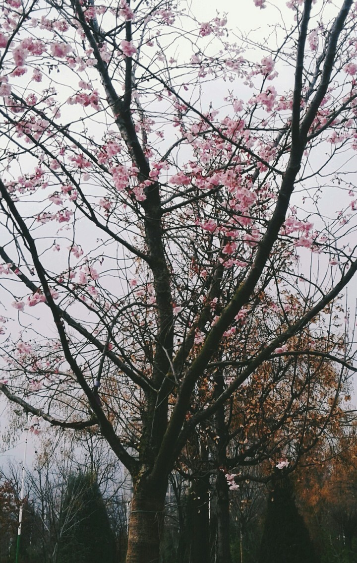 Spring.  Navruz