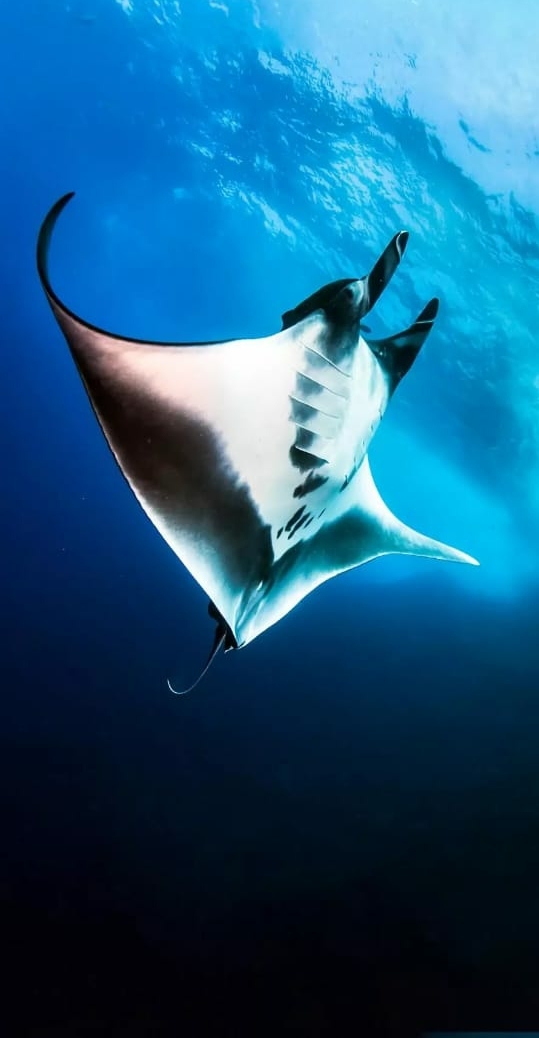 underwater beauty
