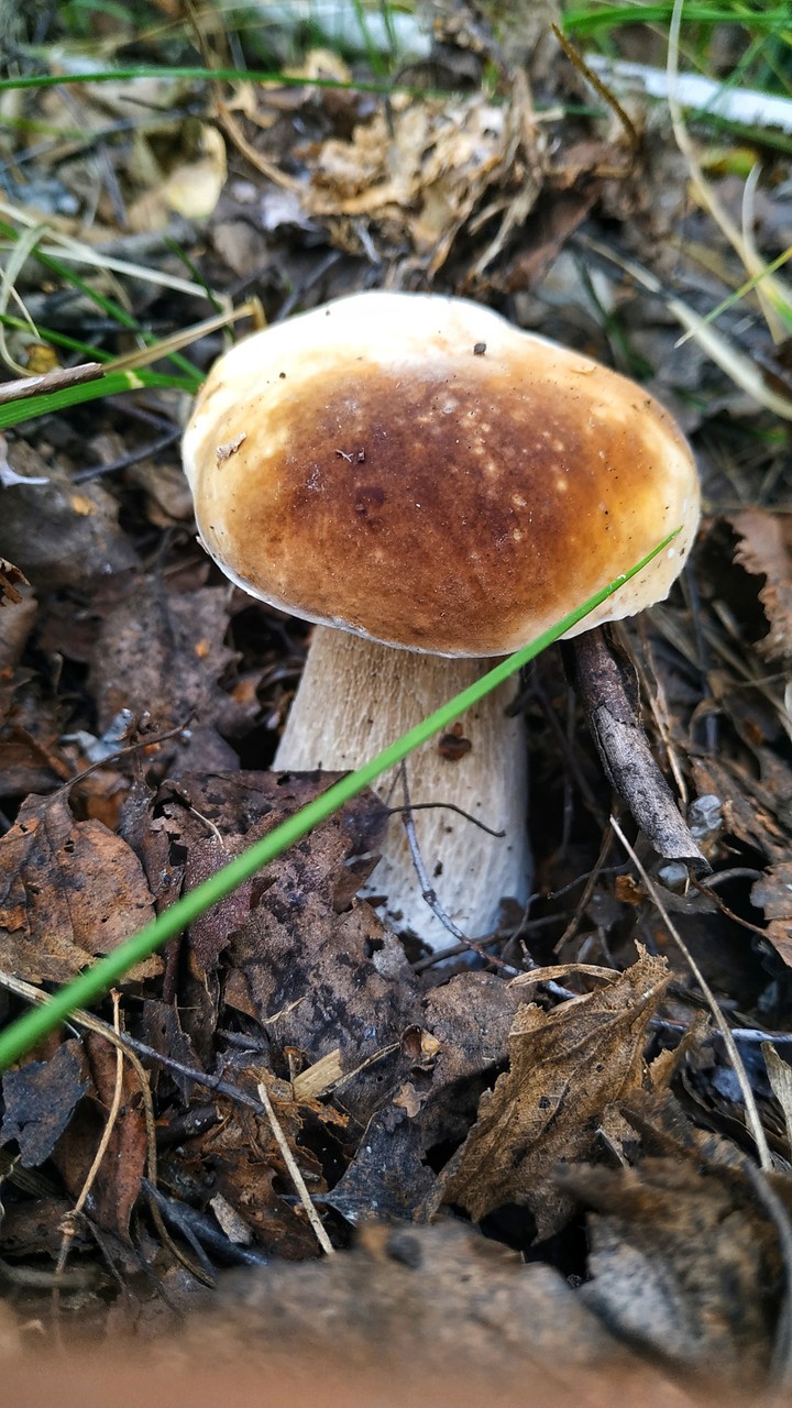 mushroom