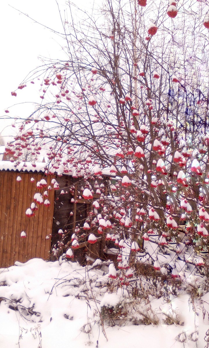 Snow rowan