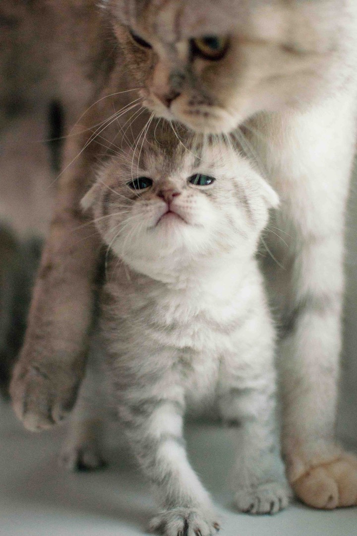 Kitten ? ❤️