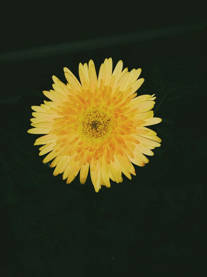 like (y)
