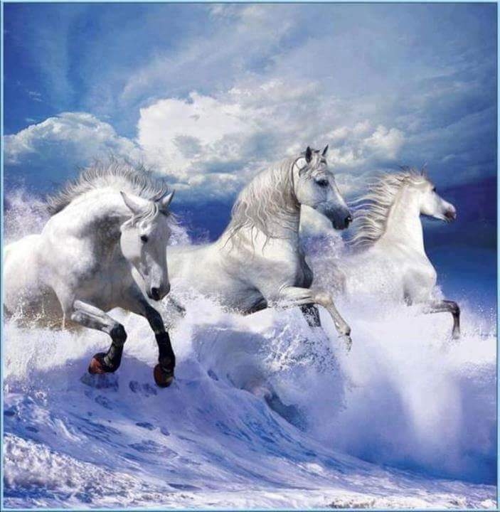 Wild horses