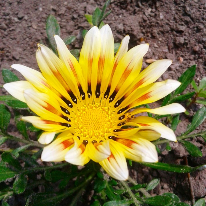 Gazania