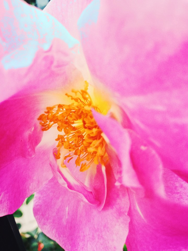 rose